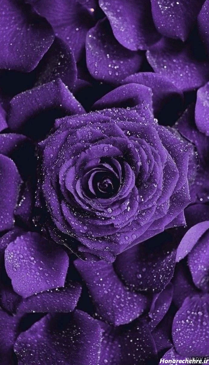 عکس بنفش لاکچری