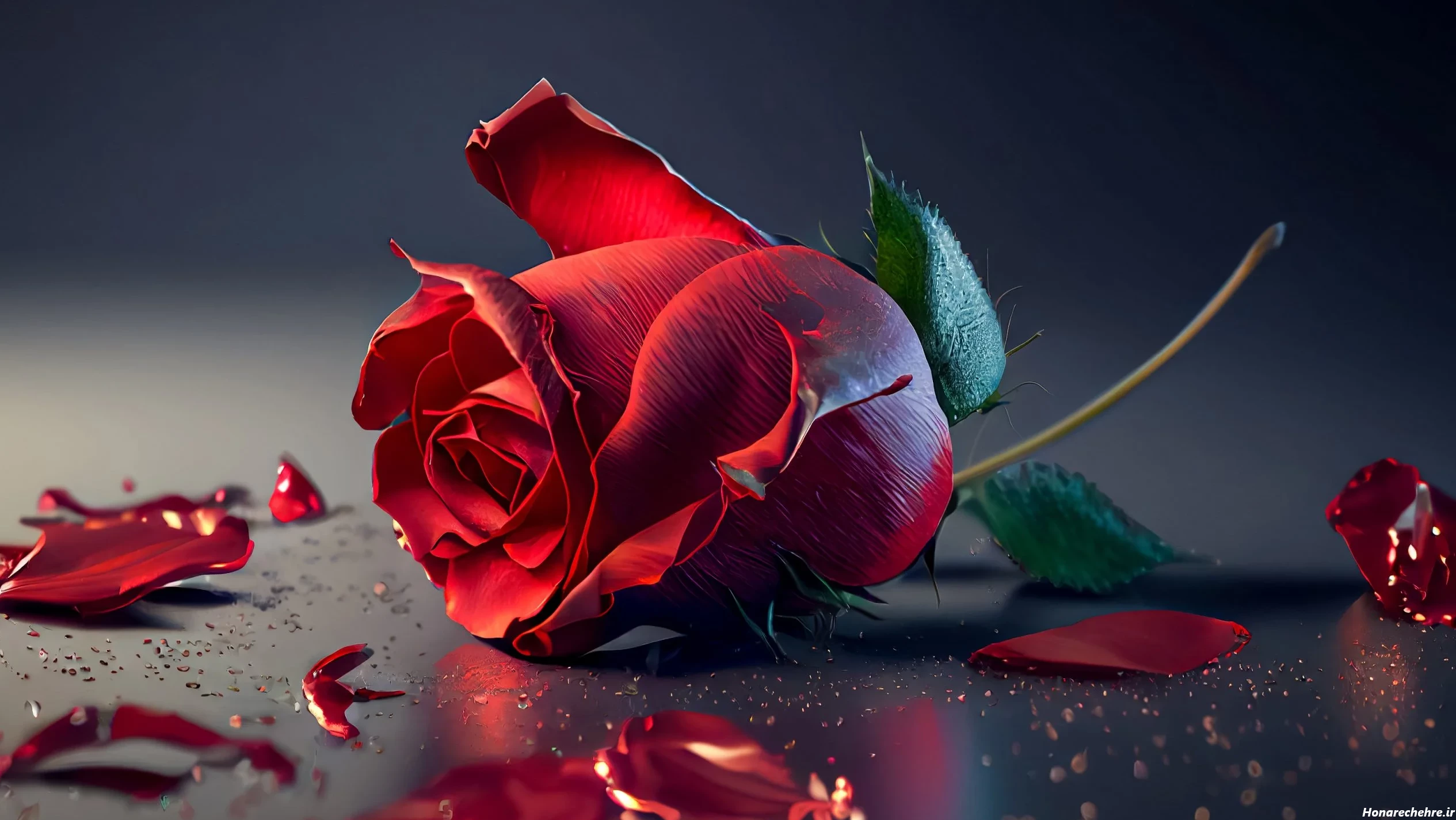 عکس گل رز قرمز عاشقانه طبیعی