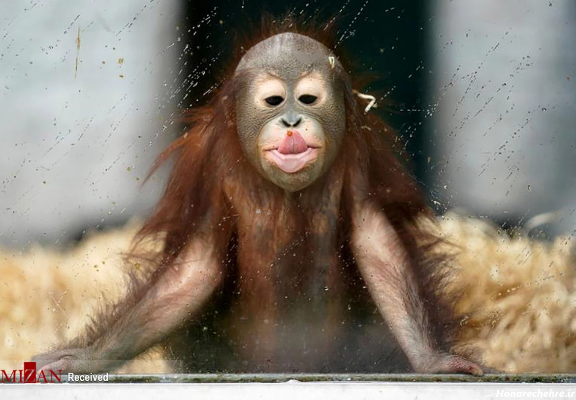 عکس میمون ترسناک