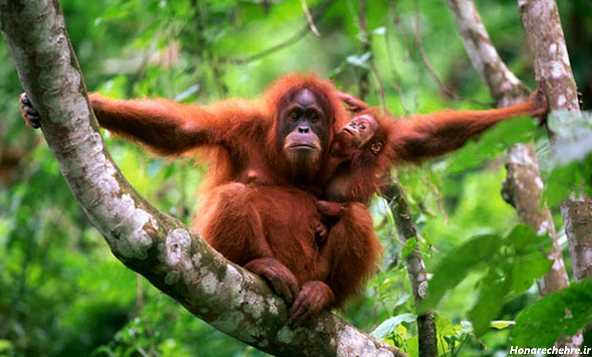 عکس میمون زشت پسرانه