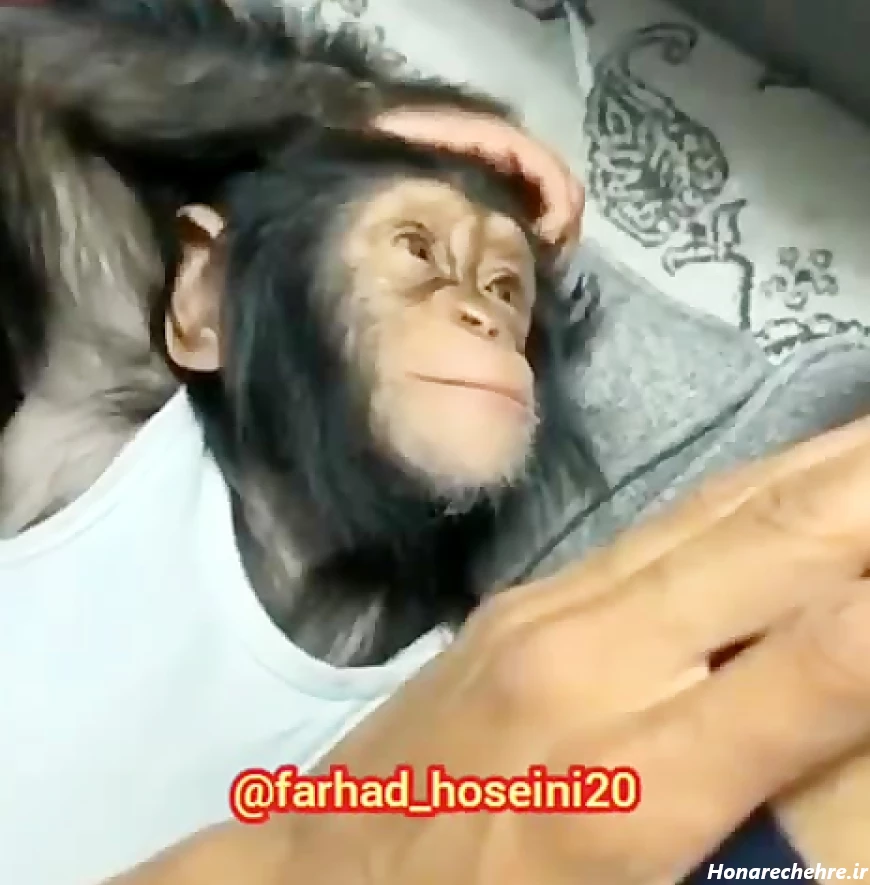 عکس میمون ترسناک