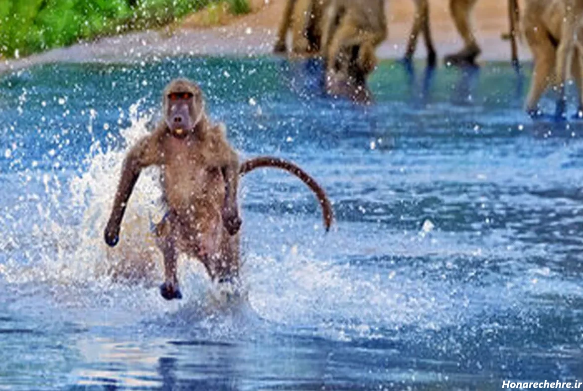 عکس میمون ترسناک
