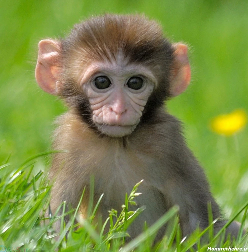 عکس میمون زشت خنده دار
