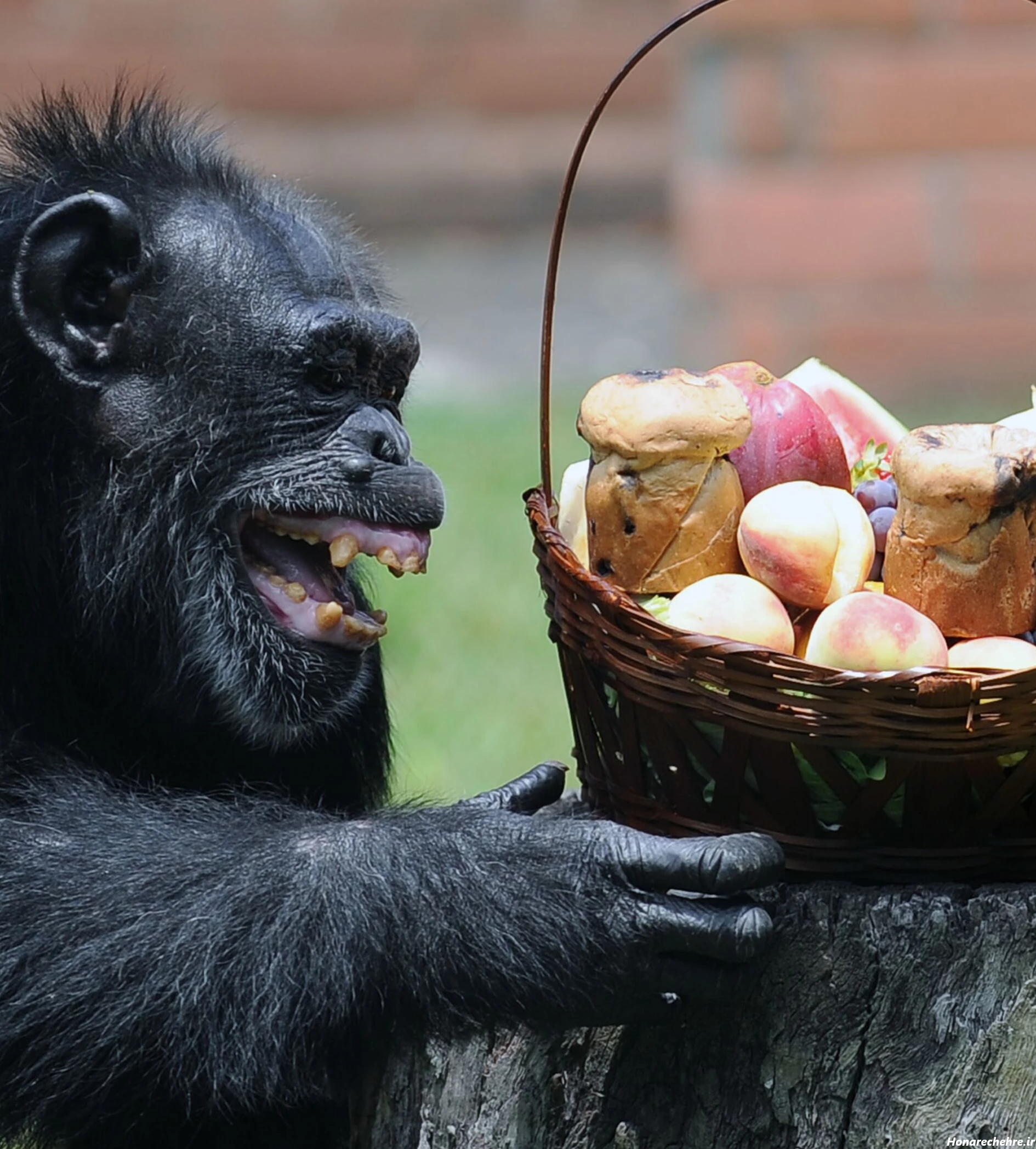 عکس میمون ترسناک