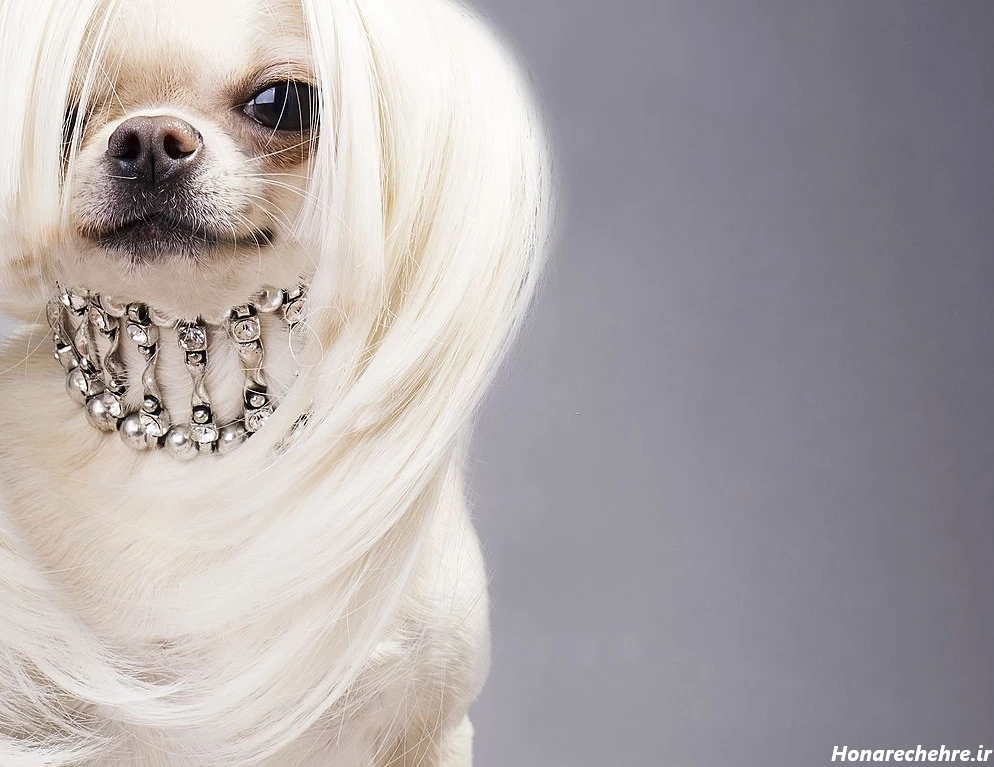 عکس سگ سفید برفی