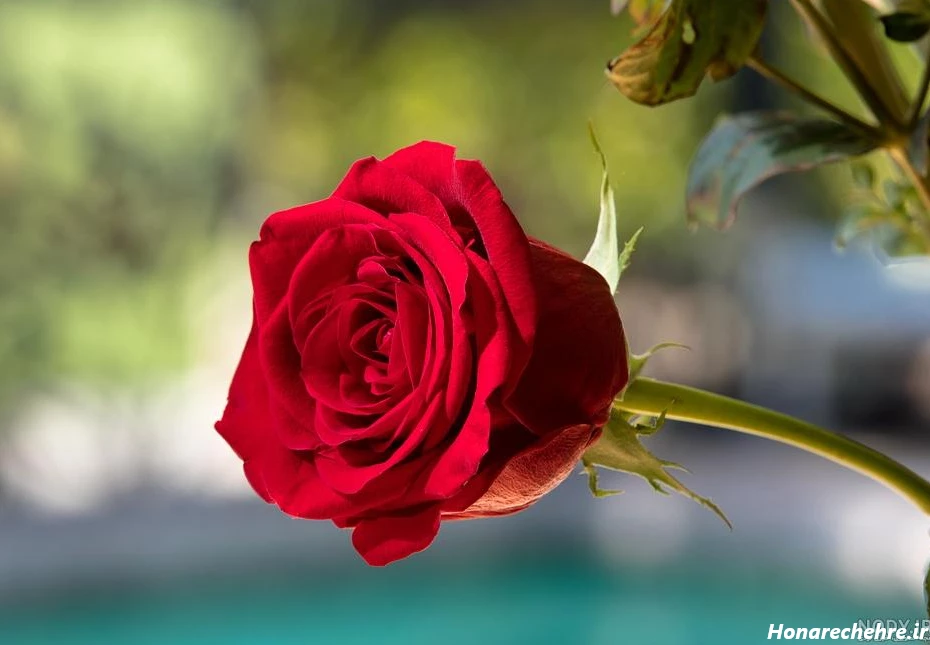 عکس گل رز قرمز عاشقانه طبیعی