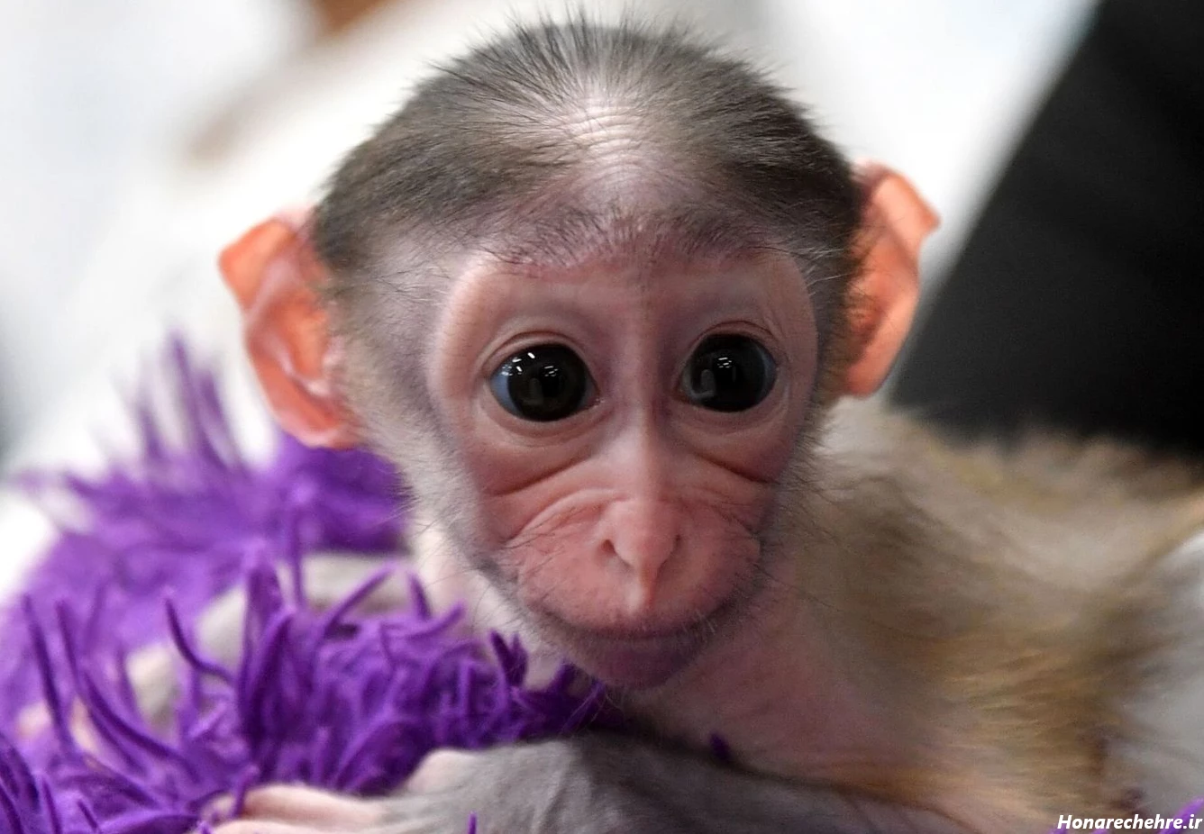 عکس میمون ترسناک