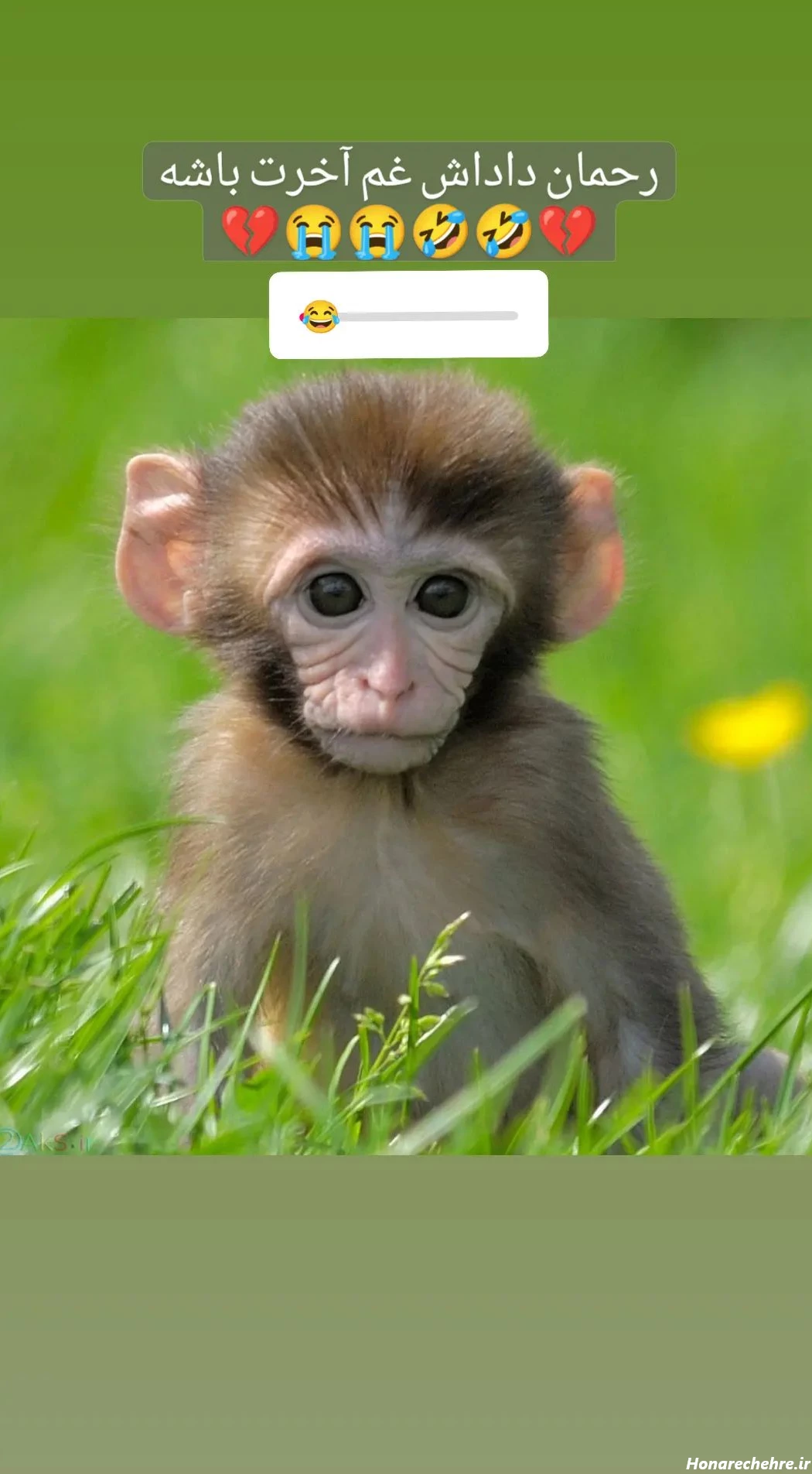 عکس میمون ترسناک