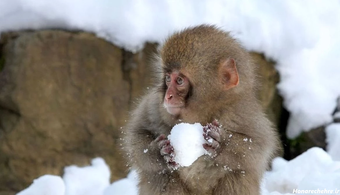 عکس میمون ترسناک