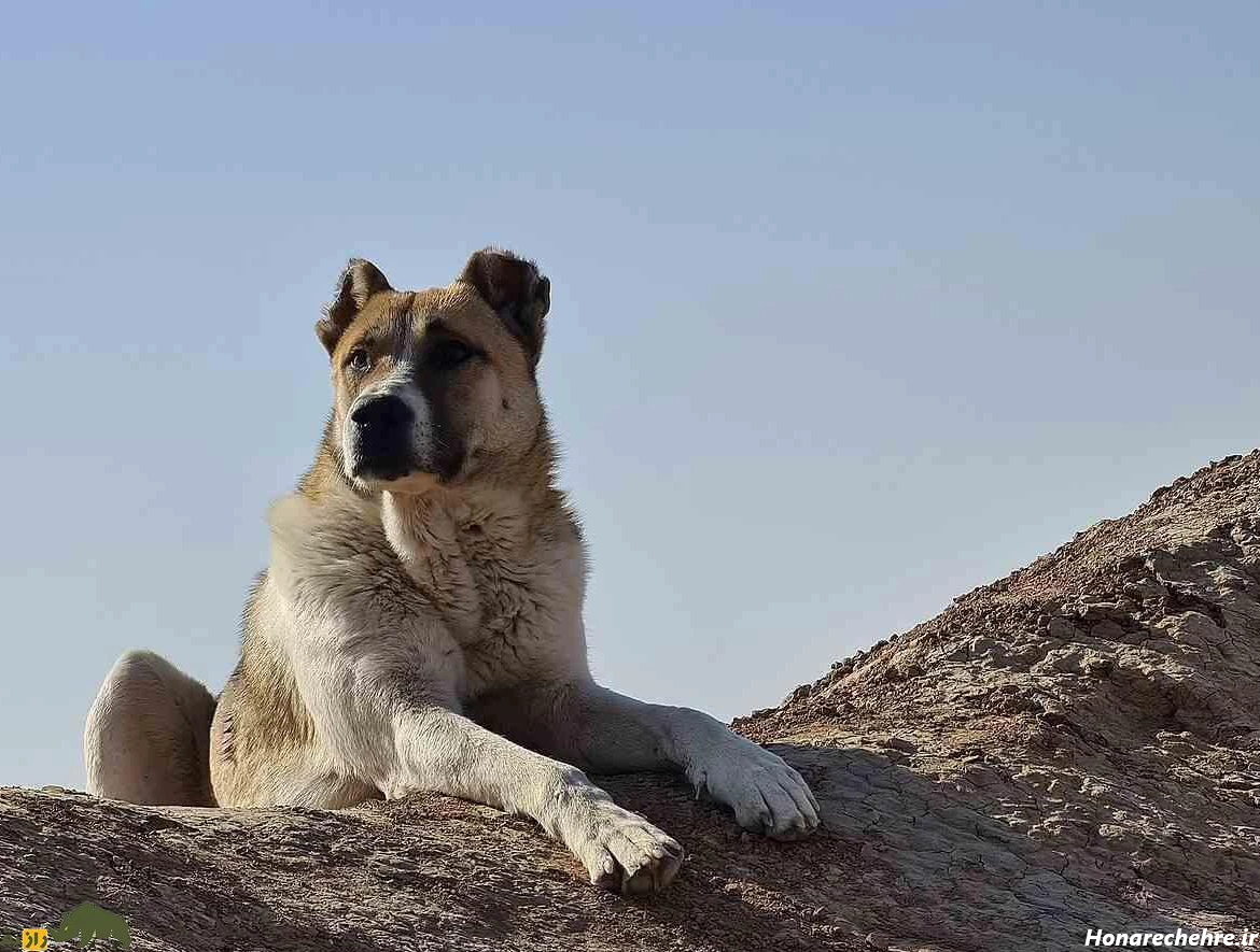 نژاد سگ های بزرگ