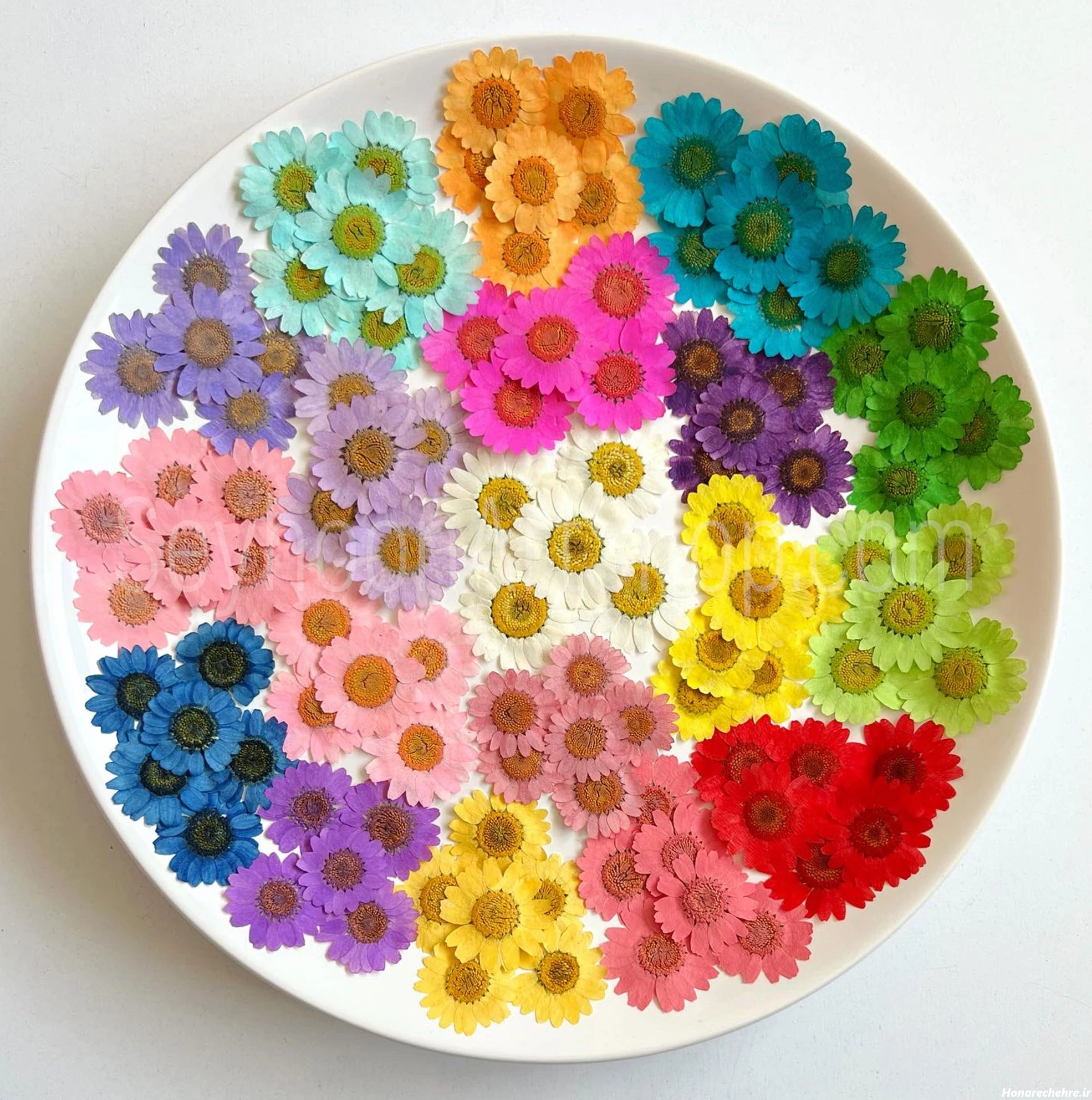 گل بابونه پرسی وارداتی