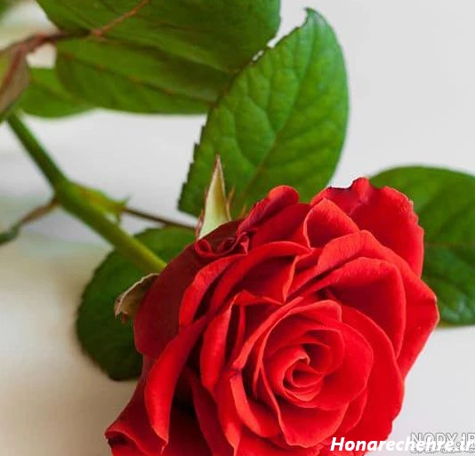 عکس گل رز قرمز عاشقانه طبیعی