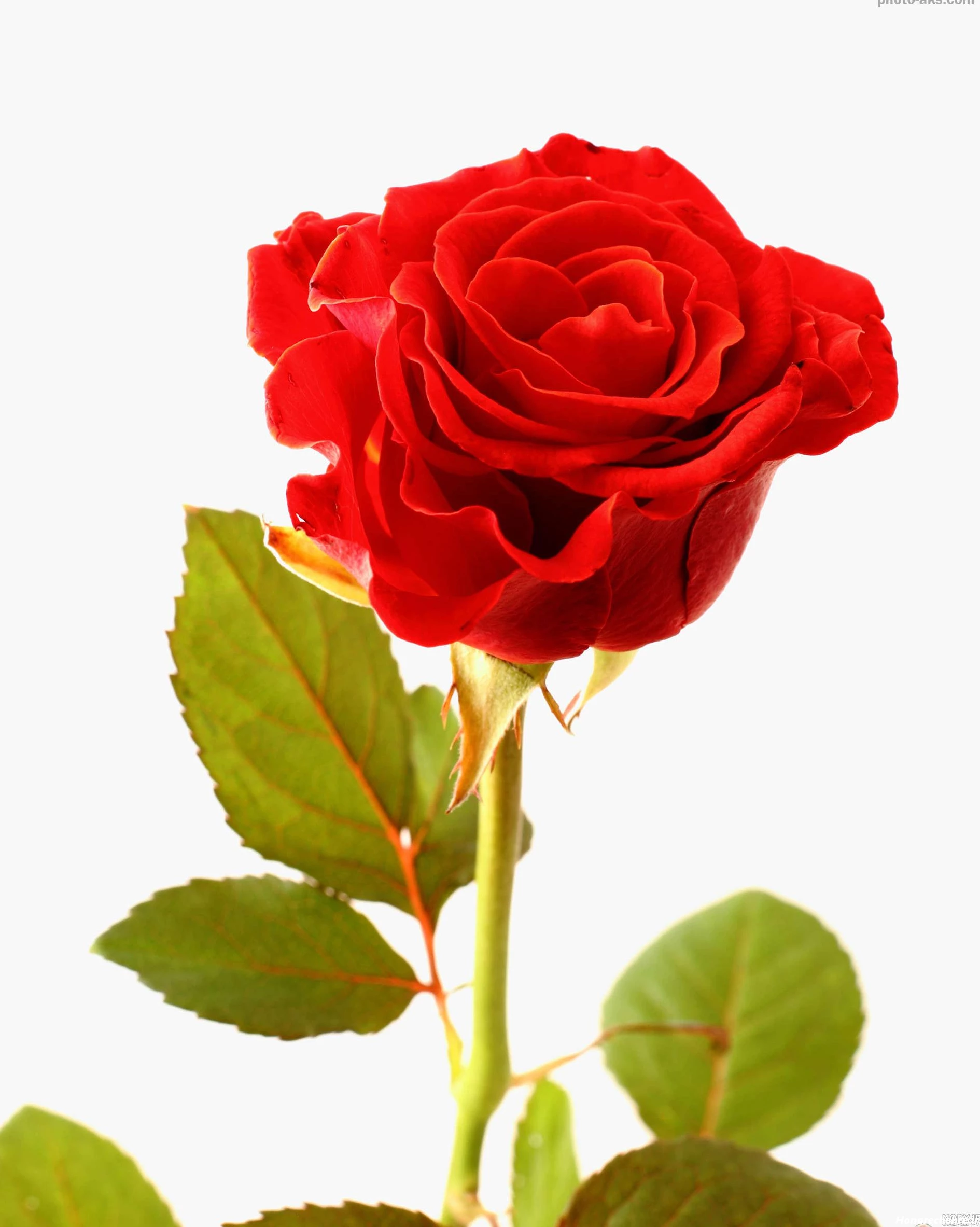 عکس گل رز قرمز عاشقانه طبیعی