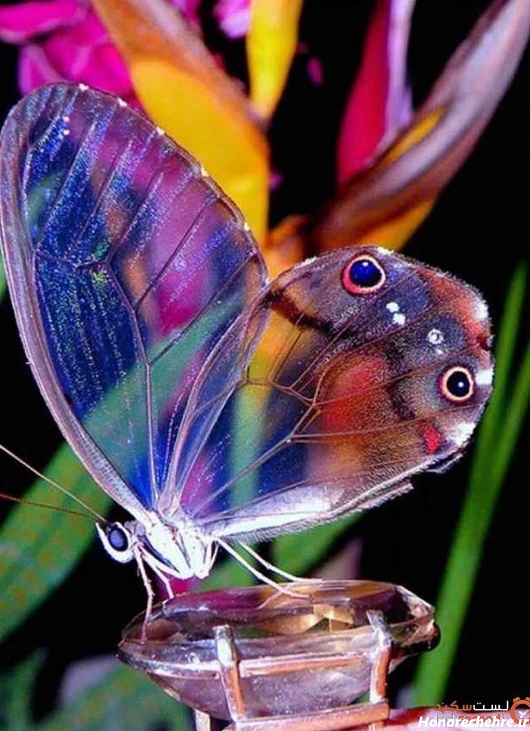 عکس پروانه فانتزی