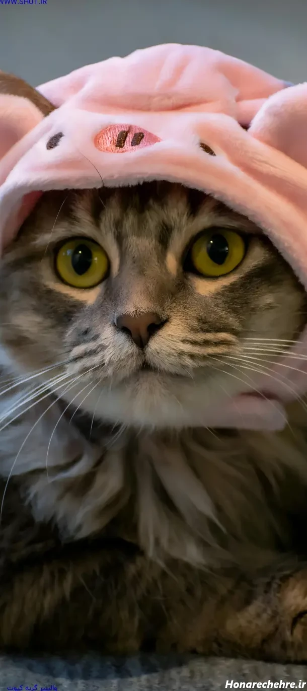 عکس حیوانات کیوت فانتزی