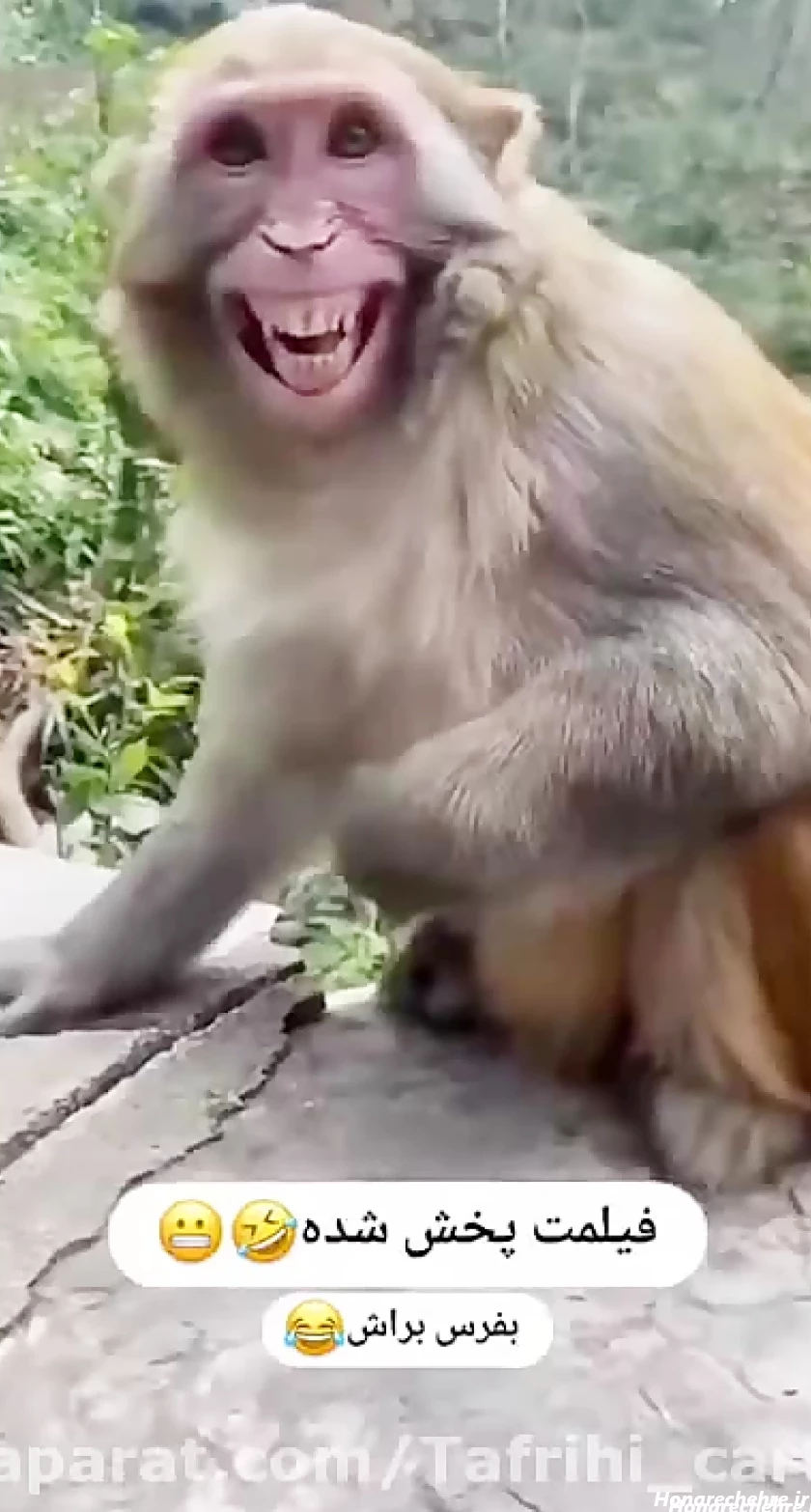 عکس حیوانات و پرندگان