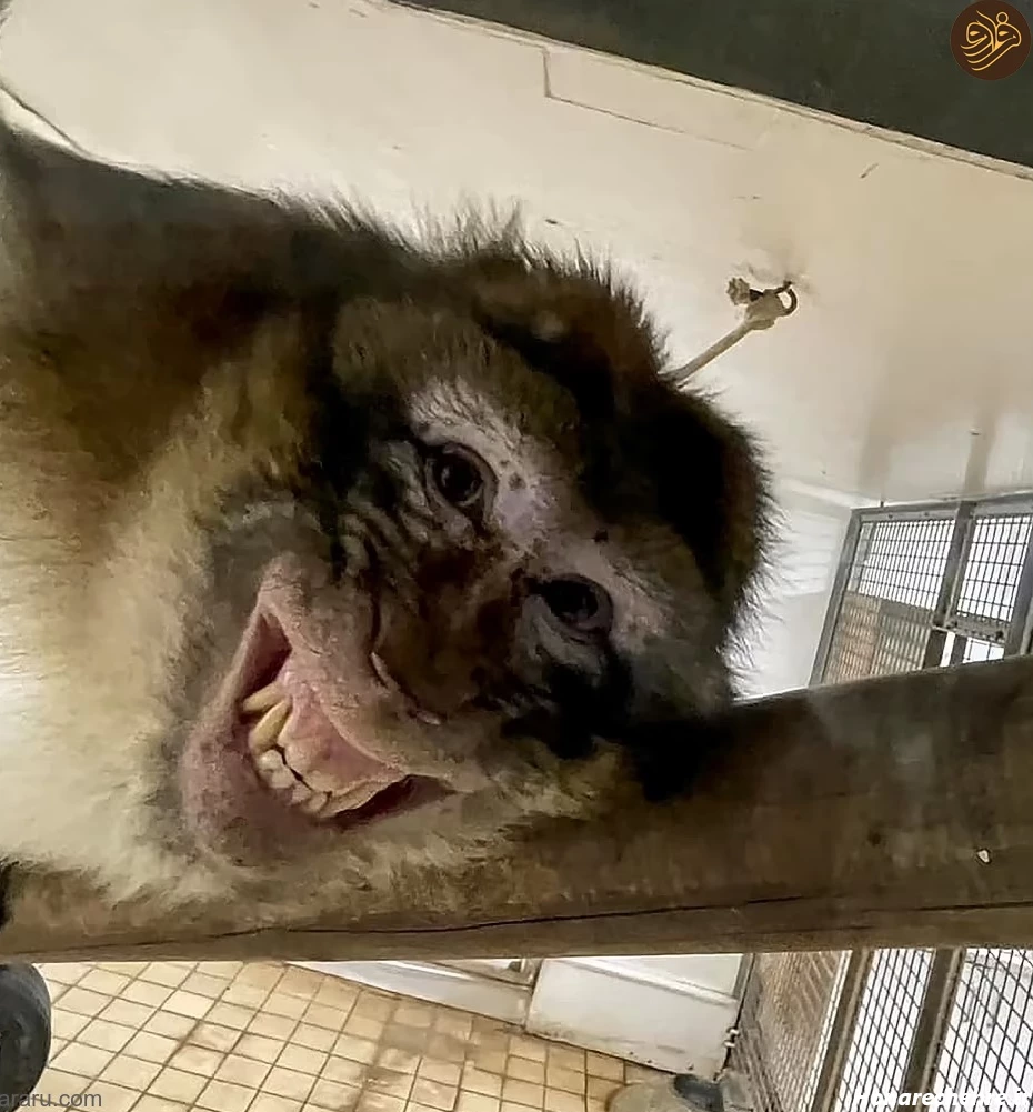 عکس حیوانات و پرندگان