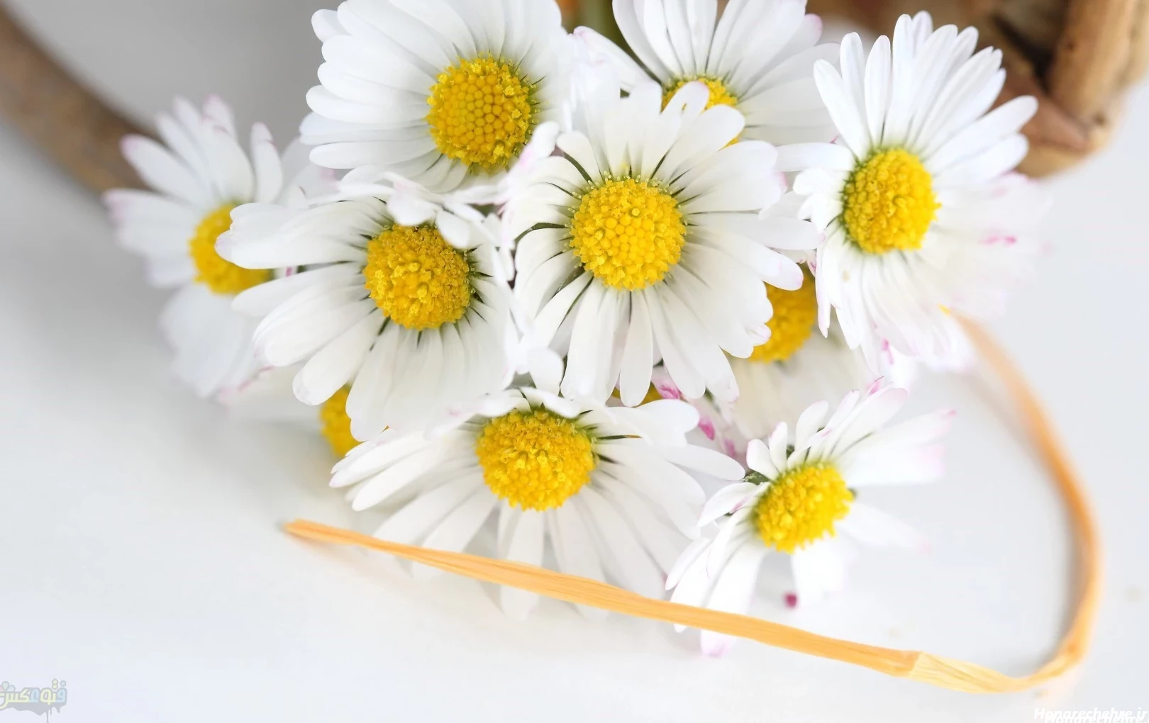 29 عکس زیباترین عکس گل بابونه برای عاشقان طبیعت