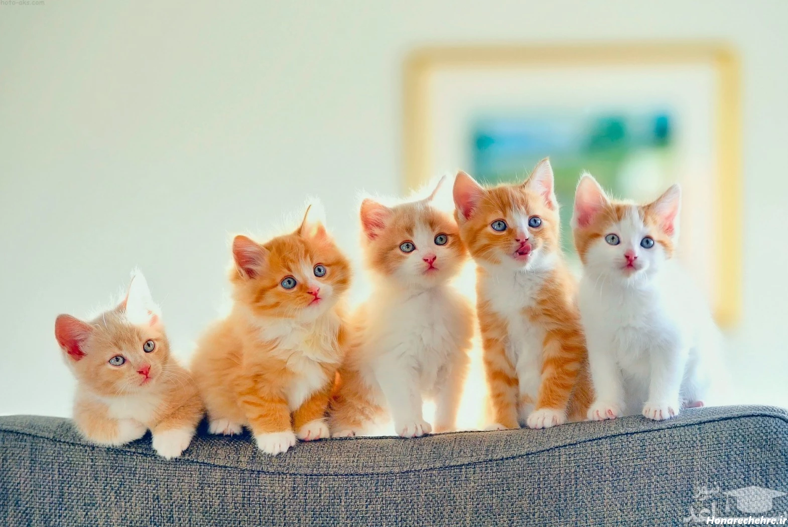 عکس گربه گوگولی برای پس زمینه