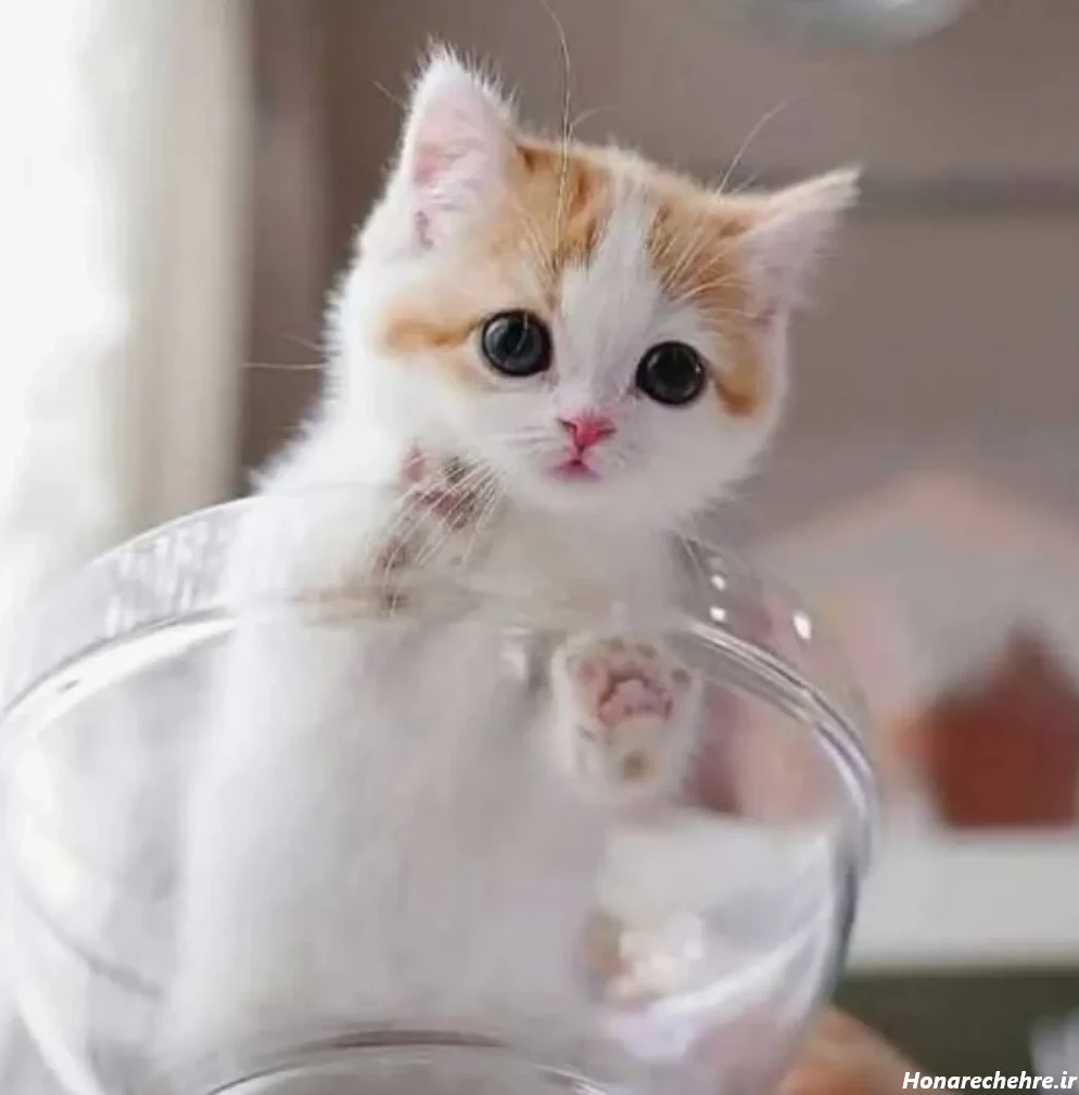 عکس گربه گوگولی برای پس زمینه