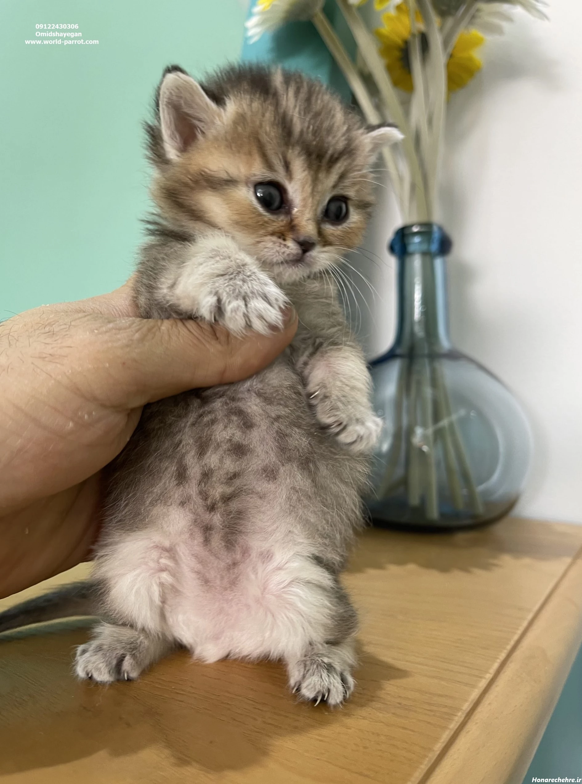 عکس گربه گوگولی برای پس زمینه