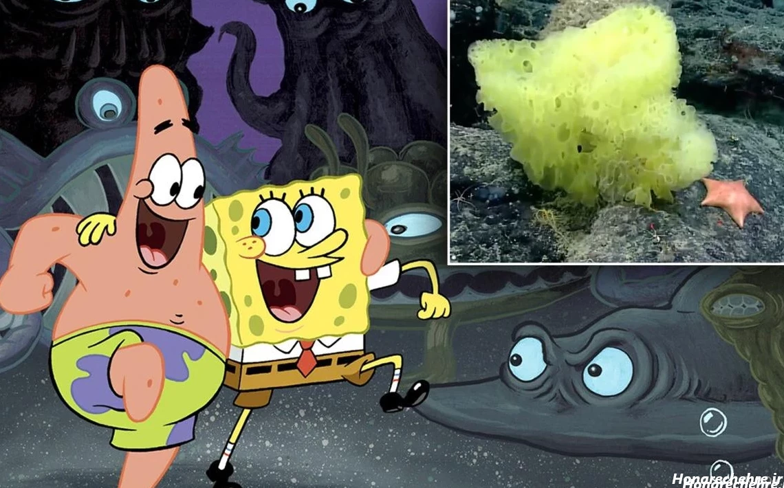 عکس باب اسفنجی واقعی ترسناک