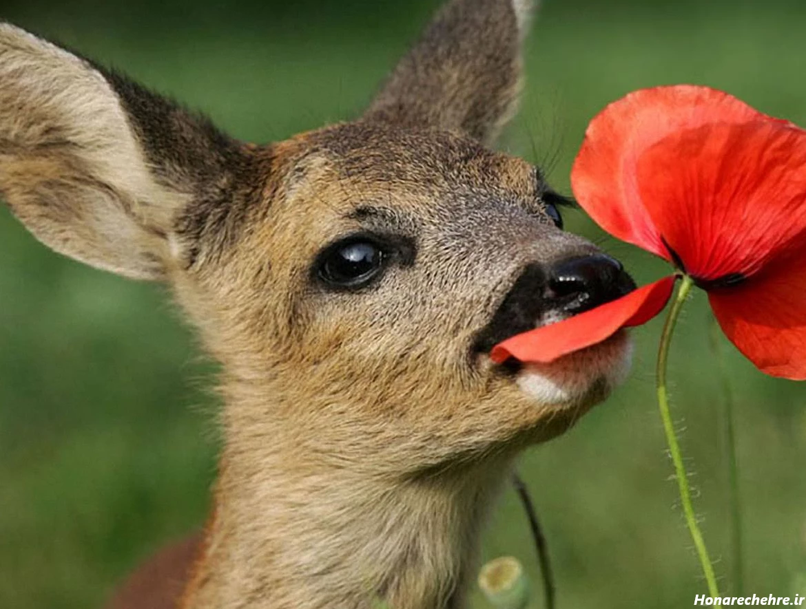 چشم آهویی انسان