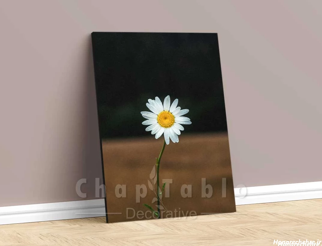 29 عکس زیباترین عکس گل بابونه برای عاشقان طبیعت