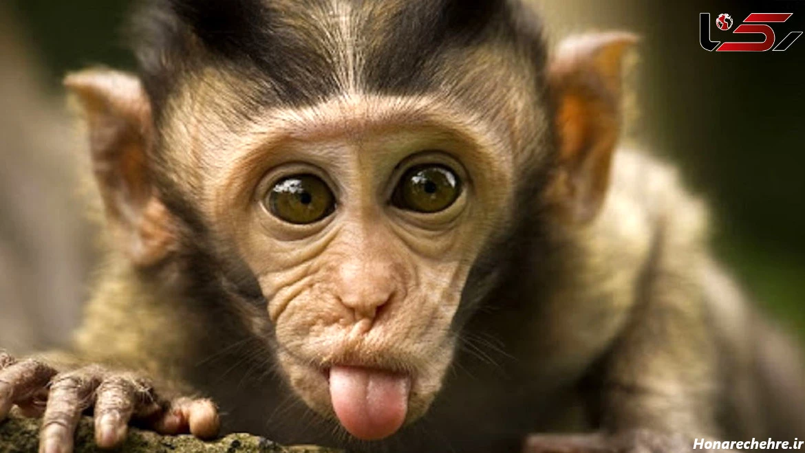 عکس میمون زشت خنده دار
