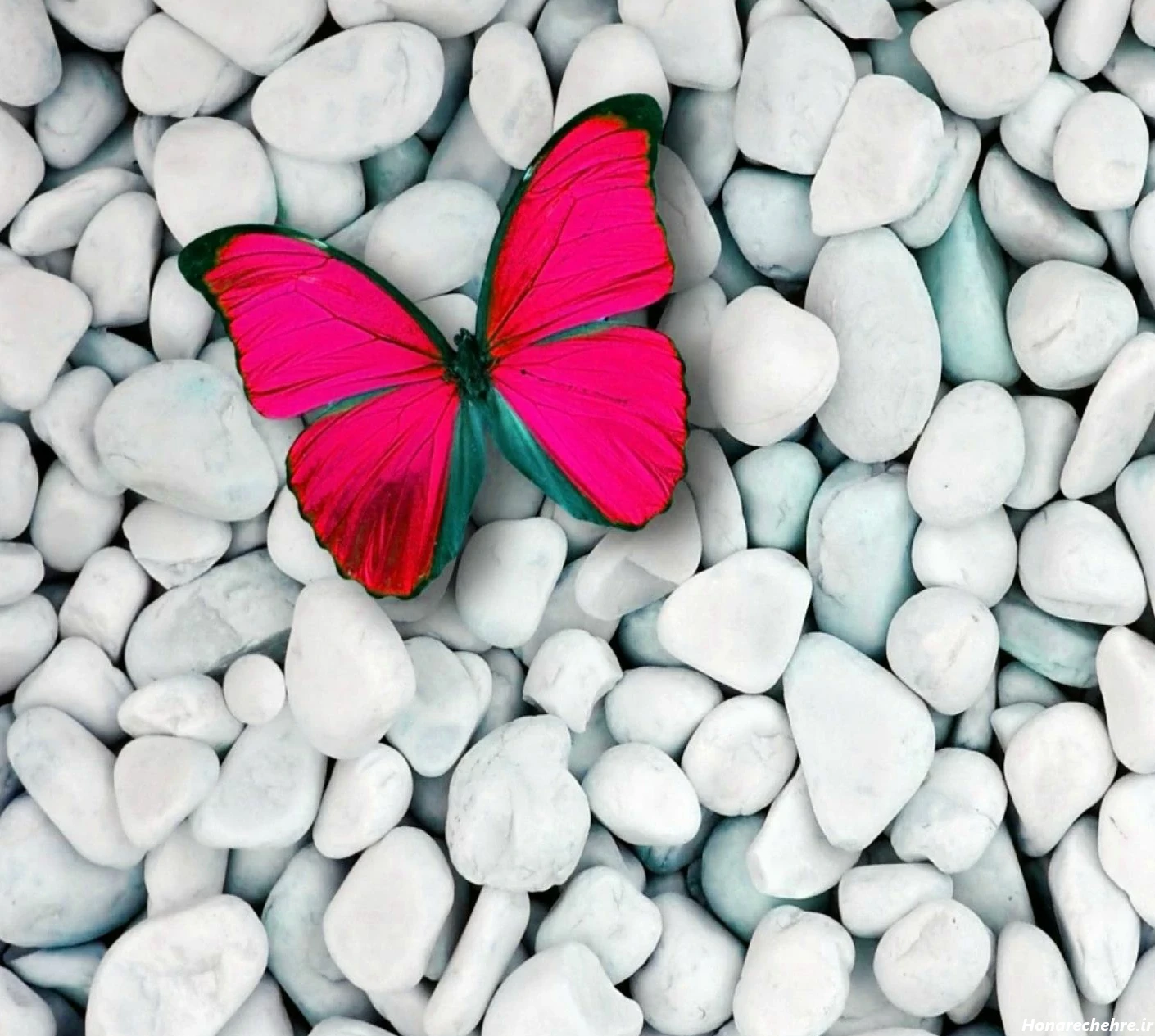 عکس پروانه فانتزی