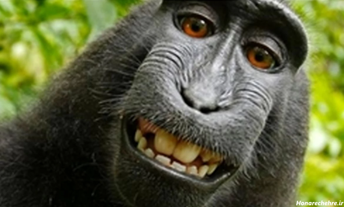 عکس میمون زشت خنده دار