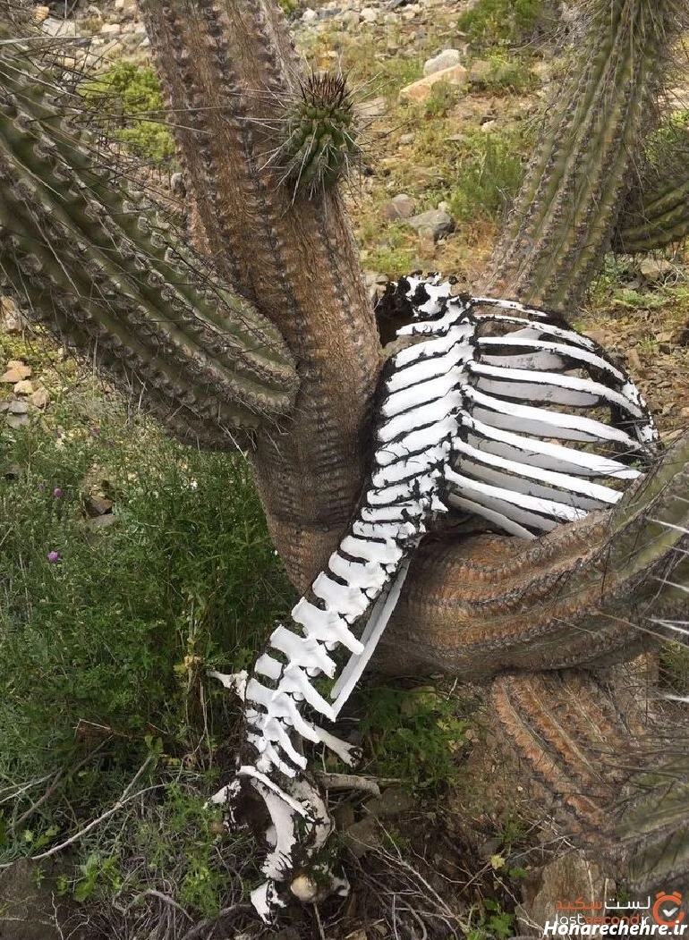 عکس اسکلت واقعی انسان