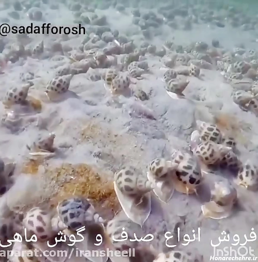گوش ماهی دریا