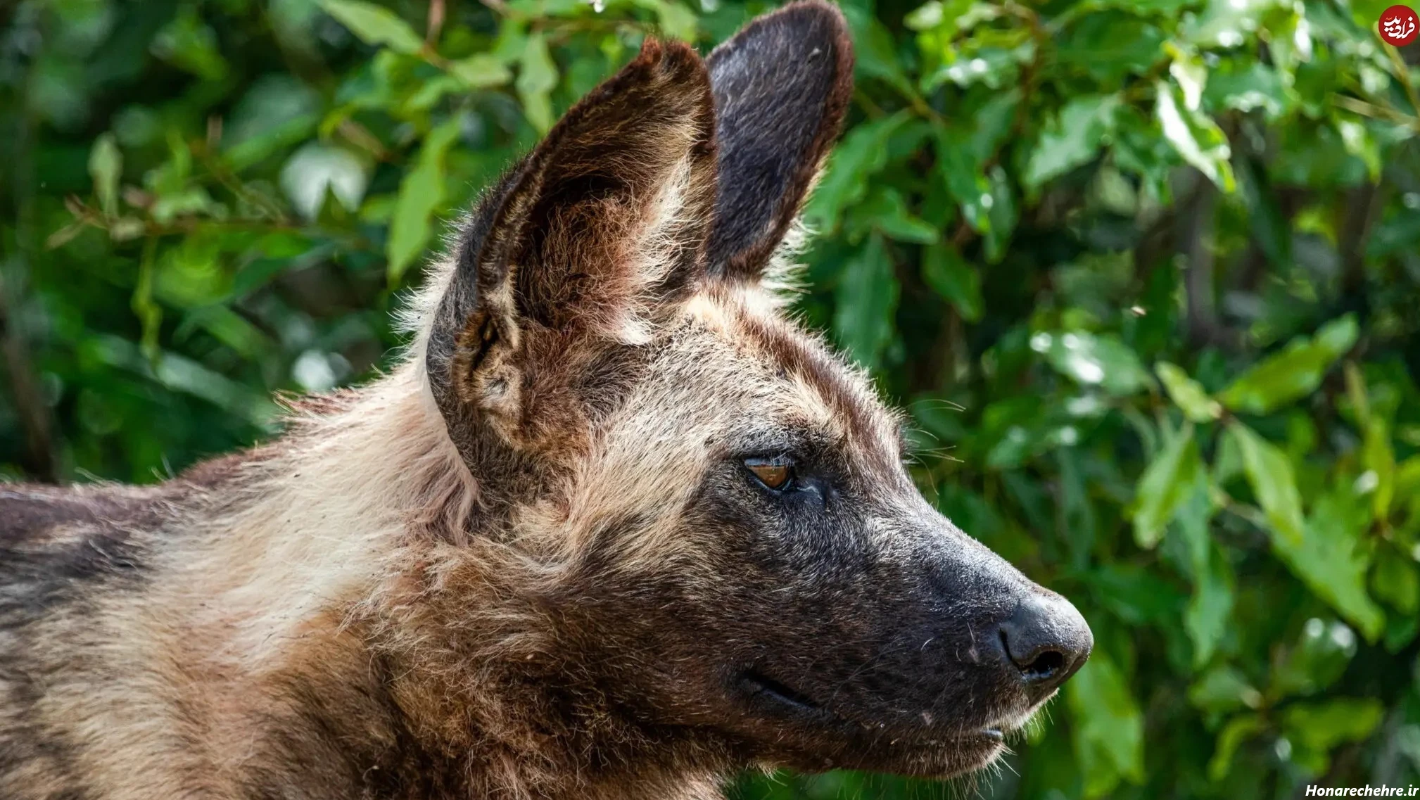 حمله وحشی ترین سگ دنیا به انسان