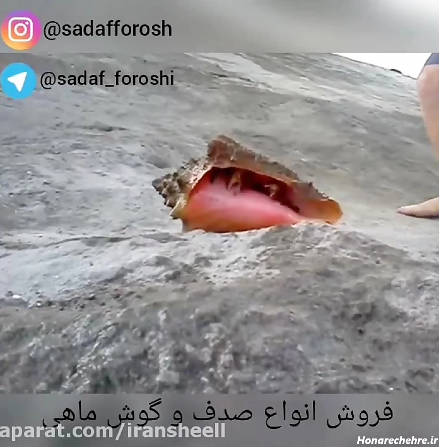 گوش ماهی بزرگ در ساحل