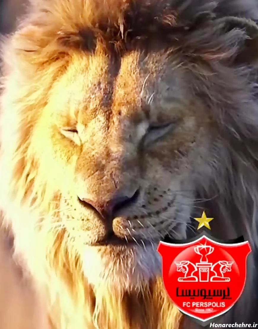 عکس شیر پرسپولیس و استقلال