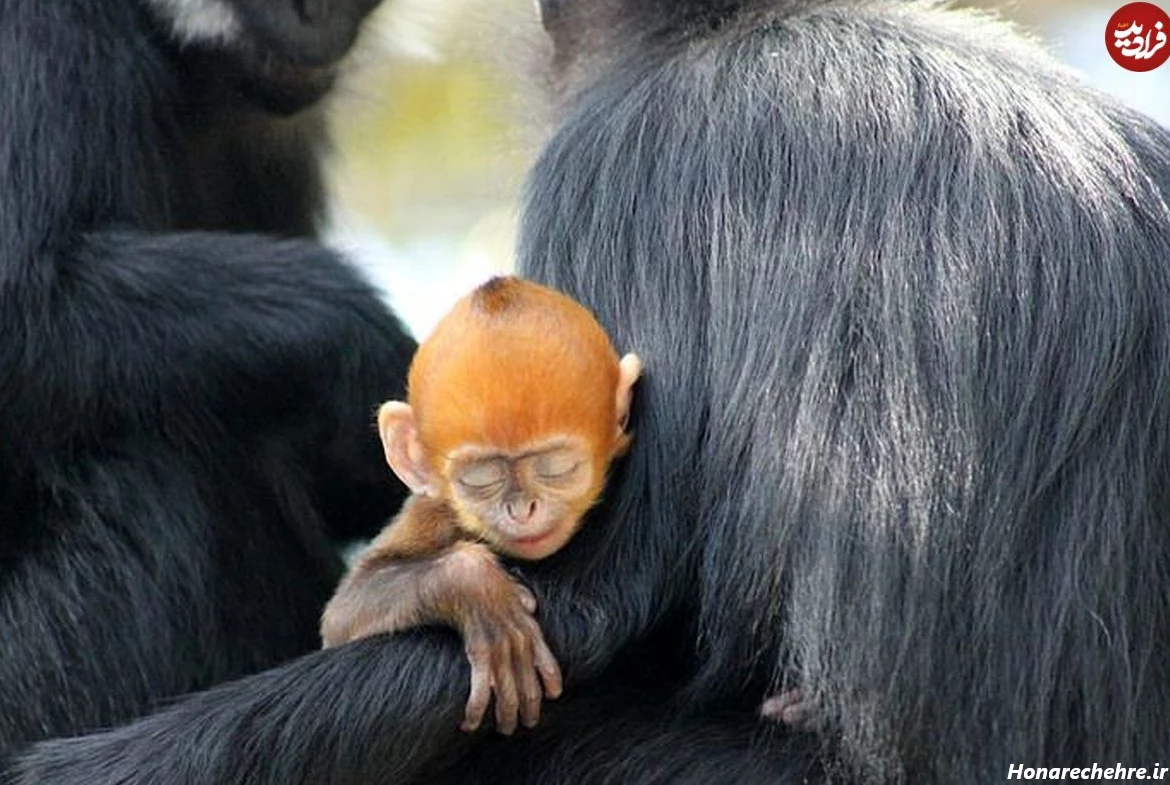 عکس میمون زشت خنده دار