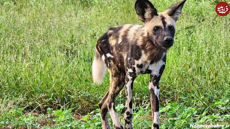 حمله وحشی ترین سگ دنیا به انسان