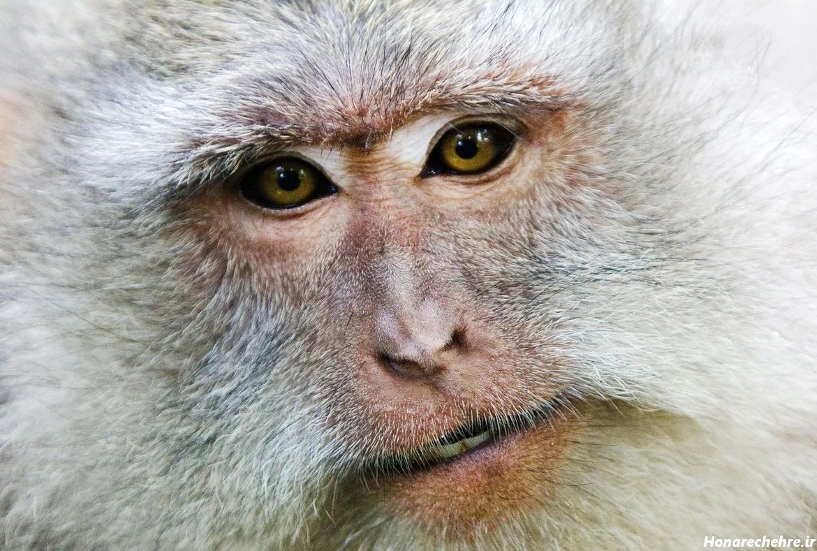 عکس میمون زشت خنده دار