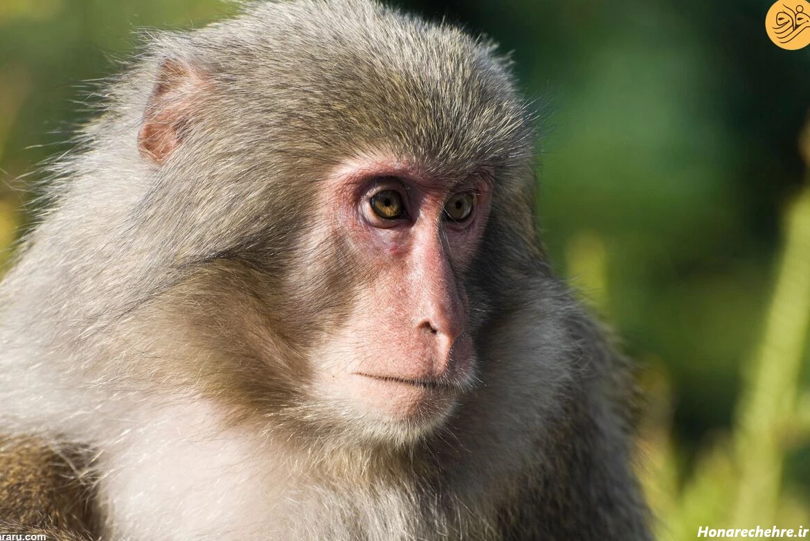 عکس میمون زشت خنده دار