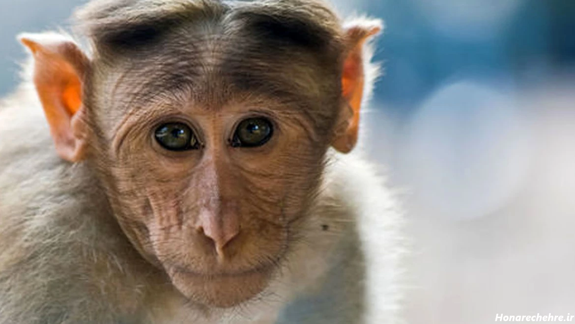 عکس میمون زشت خنده دار