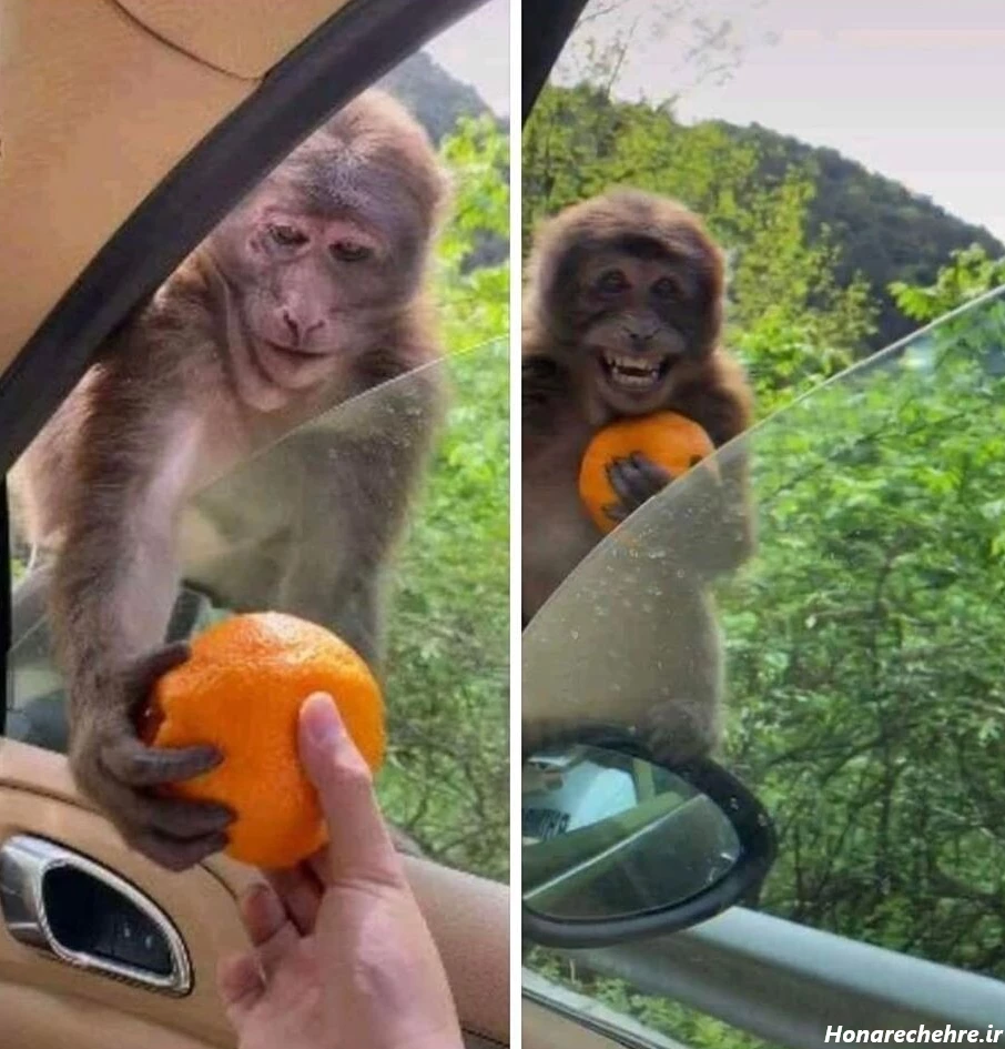 عکس میمون زشت خنده دار