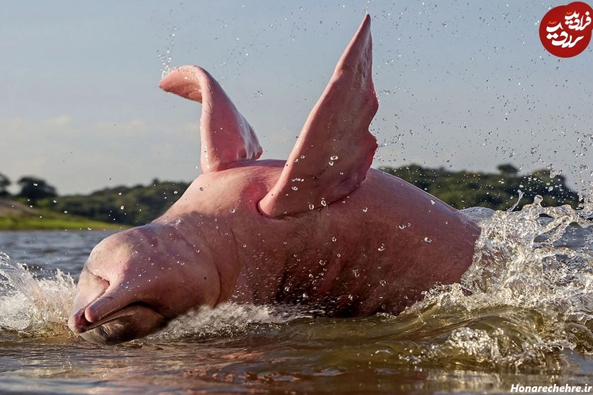 عکس حیوانات وحشی با اسم