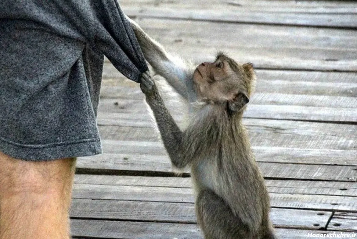 عکس میمون زشت خنده دار