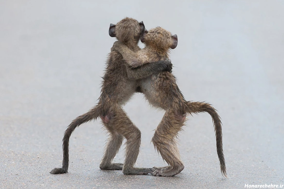 عکس حیوانات و پرندگان