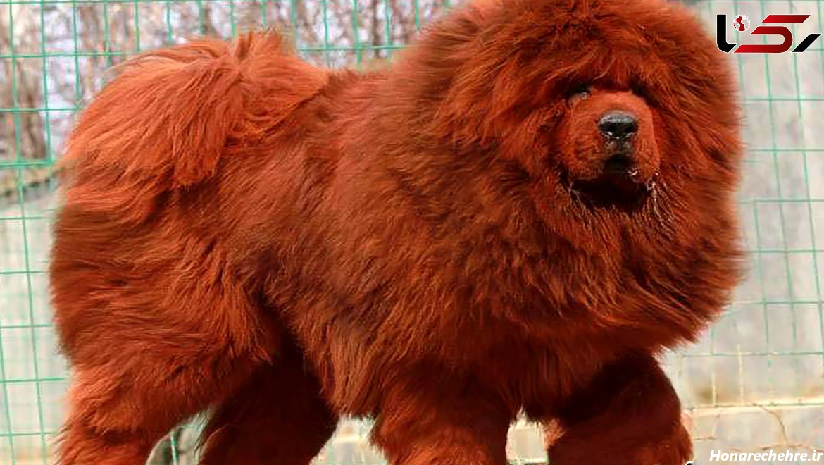 نژاد سگ های بزرگ