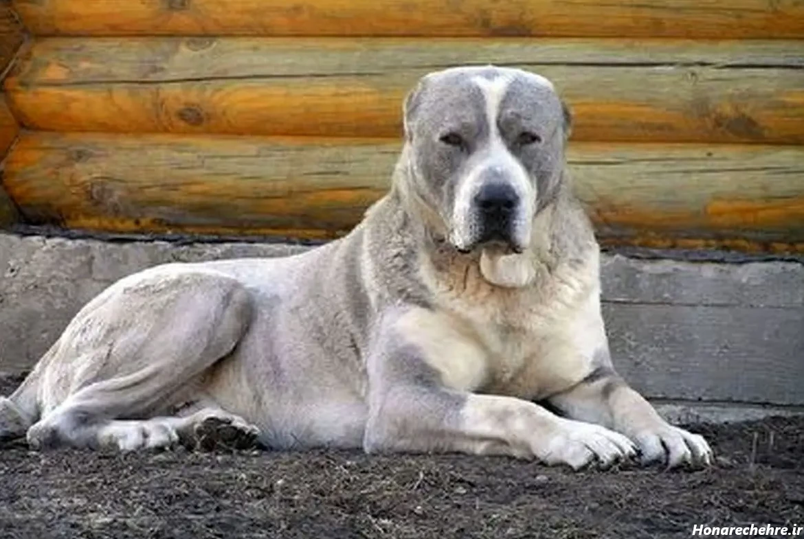 نژاد سگ های بزرگ
