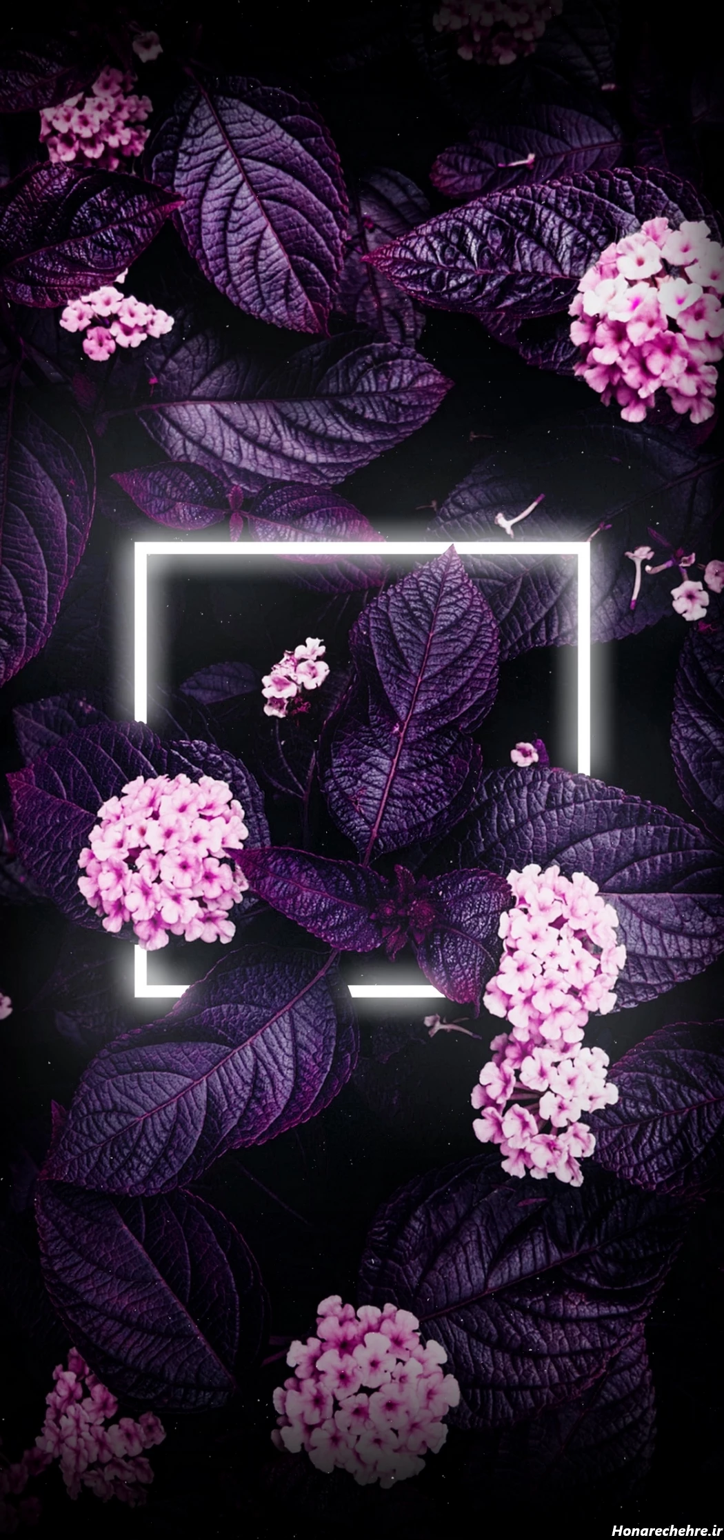 بک گراند بنفش ساده