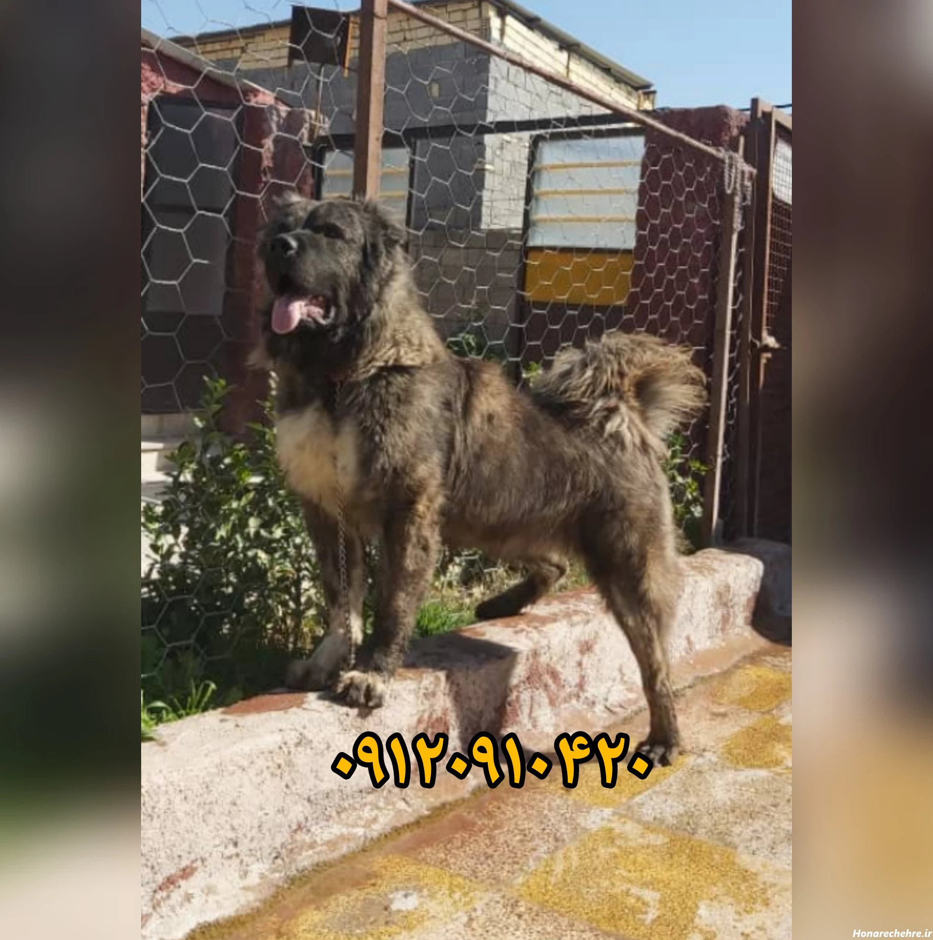 نژاد سگ های بزرگ