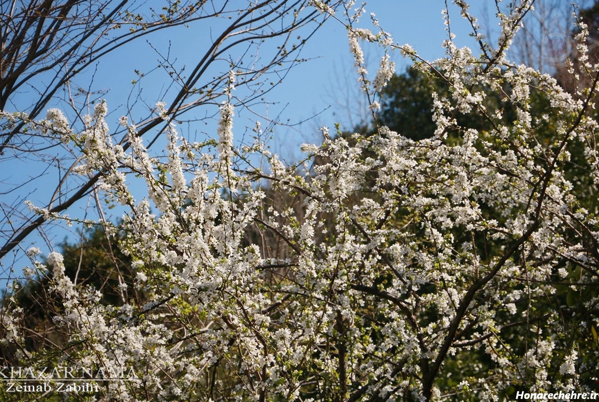 زیباترین جای شمال کجاست